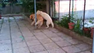 SETA E GAIA. AMICHE PER SEMPRE. FRIENDS FOREVER. GOLDEN RETRIEVER. LABRADOR RETRIEVER. 2 SISTERS.