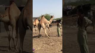 #camel #animals #camellife #shortpants #thar #shortshorts #whitecamel #shorttrousers #youtubeshorts