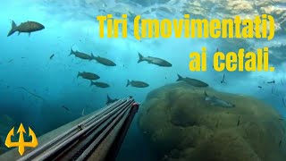 Pesca sub   :    🔱Tiri (movimentati) ai cefali.