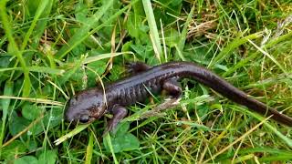 That Time I Almost Stepped on a Salamander!!!