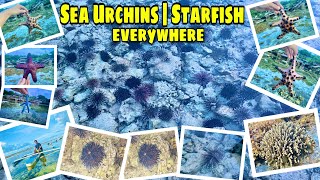 HUNDREDS OF SEA URCHINS (TUYOM) | STARFISH | BALIANGAO | MISAMIS OCCIDENTAL