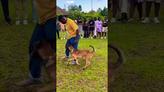 Incredible Dog Trainer