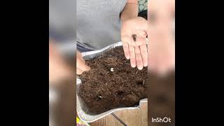 Planting sunflower seeds