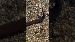 Oh the majestic leech in the lake!                             #leech #animals #invertebrates