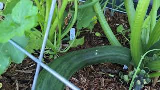 Morning from the raised bed! #garden #veggies