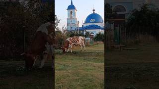 Утро с коровами🐄