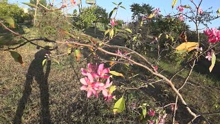 Прогулка в теплый осенний день. Malus Floribunda) 27 сентября