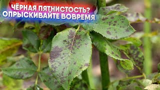 Чёрная пятнистость? Опрыскивайте вовремя