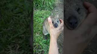 Petting a quokka with love