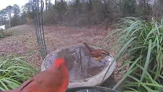 Feb 22 2022 Daily Backyard Birds UNEDITED Birdfy Cam #caughtonNetvue