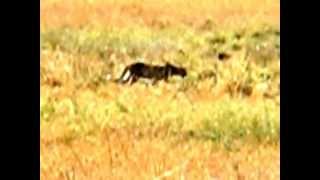 Leopard Serengeti