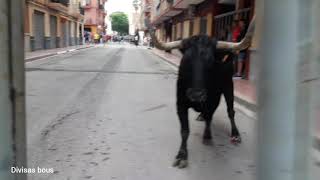 Puçol ganaderia de El Saliner