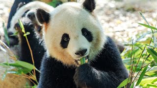 What Do Pandas Eat? - Where Do Pandas Live?