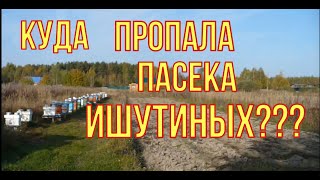 Пчеловодство как бизнес! Куда пропала пасека Ишутиных