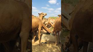 Camels watering time #shorts  #shortvideo  #youtubeshorts