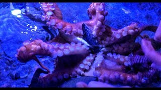 Playing with a Giant Pacific Octopus at Aquarium of the Pacific! OctoNation Octopus Fan Club