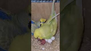 طيور الحب مع الافراخ #birds #shorts