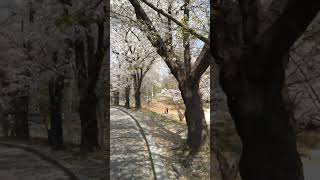 Cherry Blossom 🌸 in Jeonju, South Korea