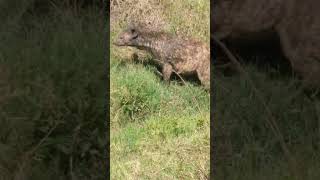 Hyena in the Masia Mara #animals #safari #hyena #wildlife #conservation #ugly5 #wildlifephotography