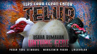 Tips !!! Cara entok cepat bertelur