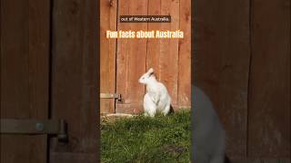 Fun facts about Australia #exploretheworld #travel #naturalbeauty #facts #nature #australia