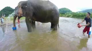 Elephant Nature Park 2016 - Chiang Mai, Thailand (GoPro)