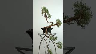 ¡El próximo viernes nuevo vídeo! Te presentaré una nueva sección Minibonsais www.santimunozbonsai.es