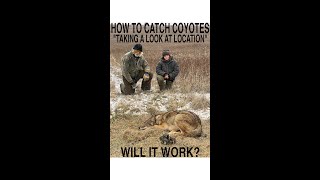 HOW TO CATCH COYOTES "WILL IT WORK?"