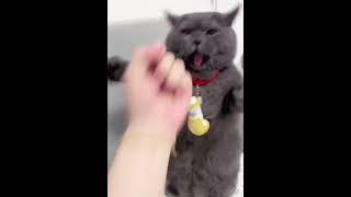 Is my cat too aggressive?#cat #pet #comedy#cute #love#shorts#petsofyoutube#fyp