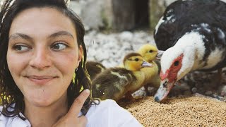 Se acabó la primavera, vuelve el depredador y nacen los patitos - Una mañana en la finca