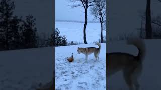 Dogs Playing In The SNOW! 🥹