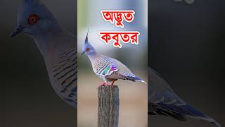 এই কবুতর দেখলেই মাথা নষ্ট হবে আপনার! মন চাইবে কাছে পেতে #pigeon #kabutar #কবুতর