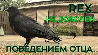 REX УПОРНО ОТСТАИВАЕТ СВОИ ПРАВА НА КУРИНУЮ НОЖКУ. #crow #ворона #наблюдение