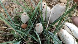 setas Coprinus comatus , barbuda 12-11-2022🍄🍄🍄🙂🙂🙂