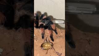 Mexican Red Leg Tarantula Feeding (Brachypelma Emilia)