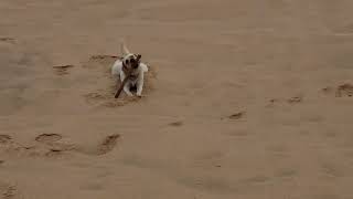 Penny Fetching Sticks in the Sand Dunes