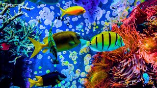 Relaxing Music for Sleep Stress Relief | Beautiful Underwater Footage.