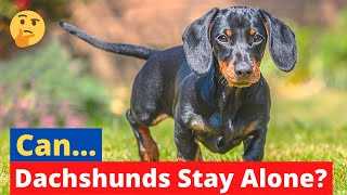 Can a Dachshund dog be Left Alone all Day at Home?