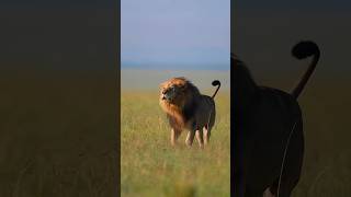 Lion #shorts #viral #trending #viralshorts #shortstrending