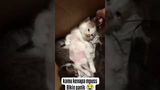 CERDIKNYA KUCING INI BISA AKTING PURA PURA MATI