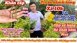 21-10☎️0868803221 gặp Hiếu🌲Clip đặc biệt nhất hôm nay giao lưu mai vàng giá chỉ từ 10k bao ship🌲