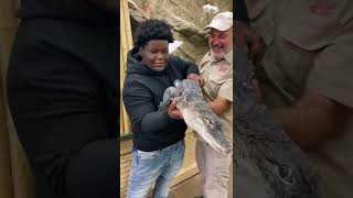 Who else is as brave as @lilterrioreal to hold a gator 🐊 #alligator #reptile #funny