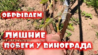 Обрываем лишние побеги на винограде