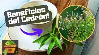 CEDRON - Beneficios - Plantas Medicinales