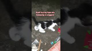 kucing anggora #kucingpersia #kucingpersia #kucinglucu #anakkucinglucu #kucing #cat #catlover #dog