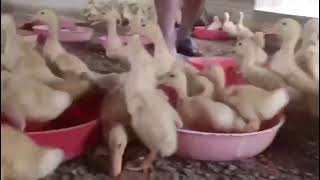 White Peking duck 1month chicks available for sale 8103145060 MP Chhindwara #duck