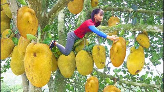 Harvest Many Jackfruits ( Mít Mít ) From The Tree goes to the market sell - Cooking dinner