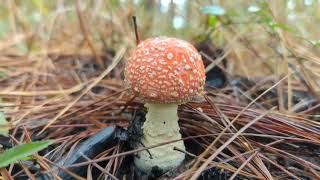 Peach-colored Fly Agaric (Amanita persicina)