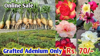 grafted adenium plant just rupees 70/- (mix colour) online sale from Kolkata nursery