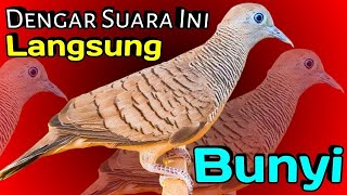 PERKUTUT LOKAL GACOR suara kecil nyaring - TOPCER LANGSUNG NYAUT (💯%AMPUH)